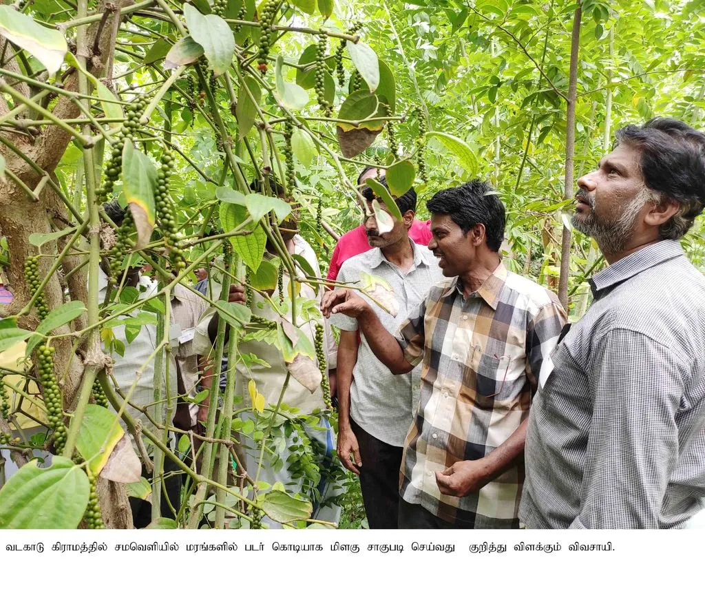  You can also cultivate quality pepper on the plains ... Farmers trained farmers